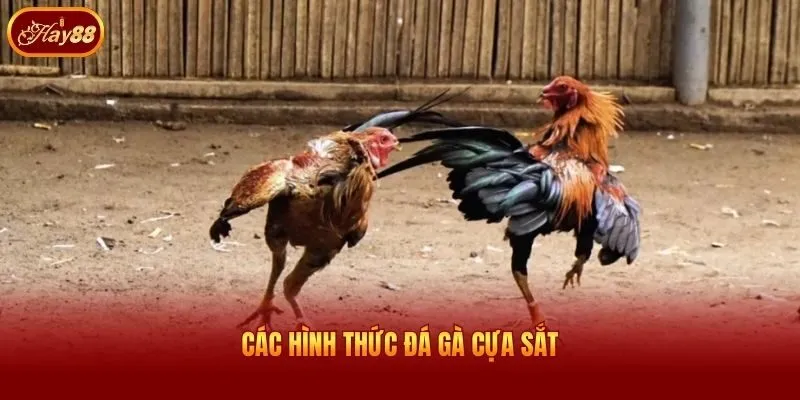 Các hình thức đá gà cựa sắt