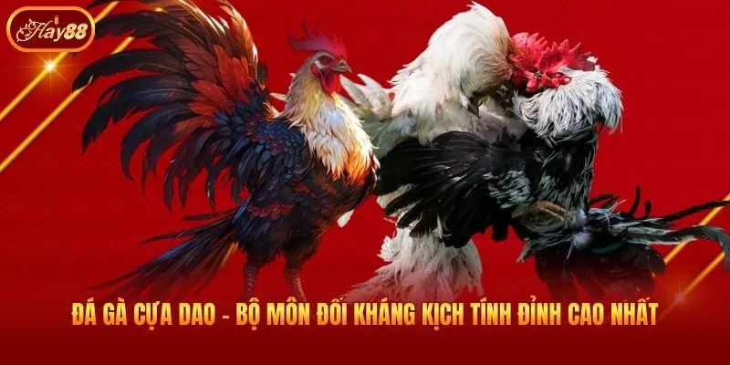 Đá Gà Cựa Dao - Bộ Môn Đối Kháng Kịch Tính Đỉnh Cao Nhất