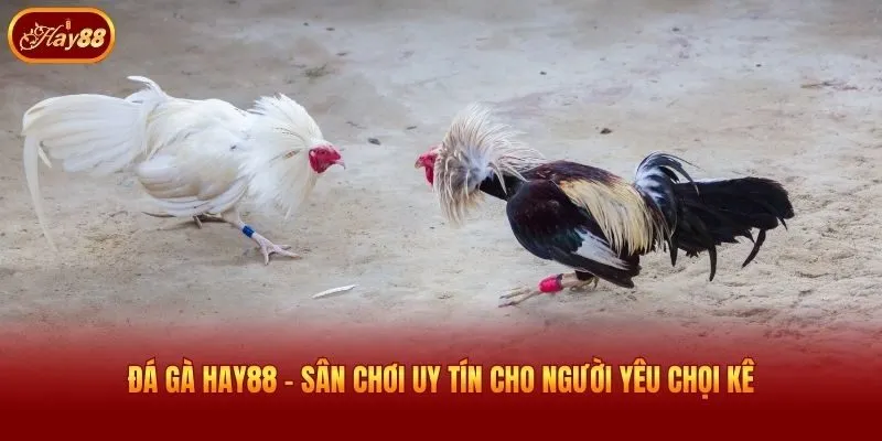 Đá gà Hay88 - Sân chơi uy tín cho người yêu chọi kê