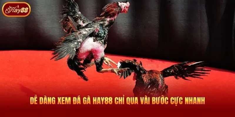 Dễ dàng xem đá gà Hay88 chỉ qua vài bước cực nhanh
