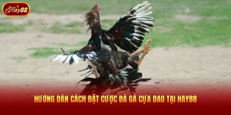Hướng dẫn cách đặt cược đá gà cựa dao tại Hay88