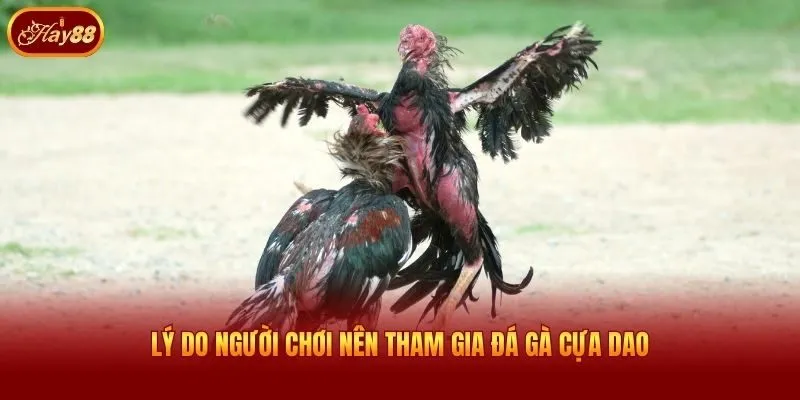 Lý do người chơi nên tham gia đá gà cựa dao