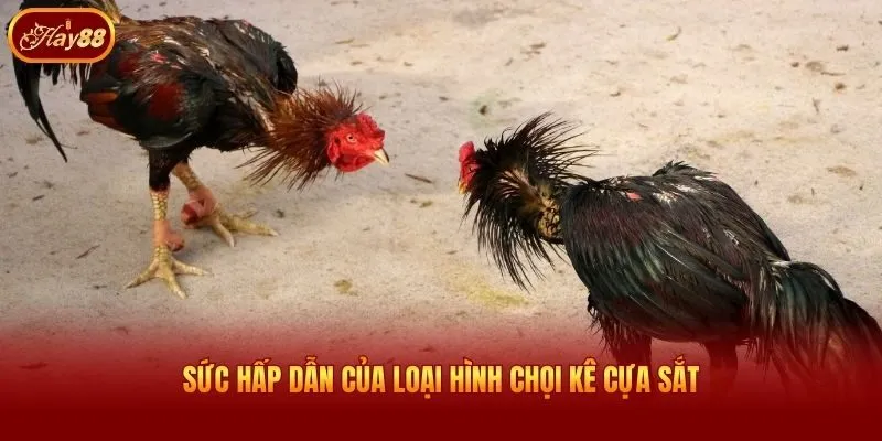 Sức hấp dẫn của loại hình chọi kê cựa sắt