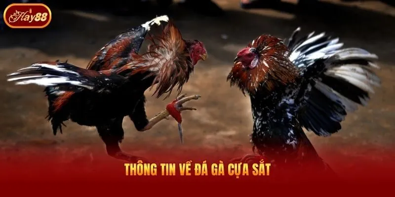 Thông tin về đá gà cựa sắt