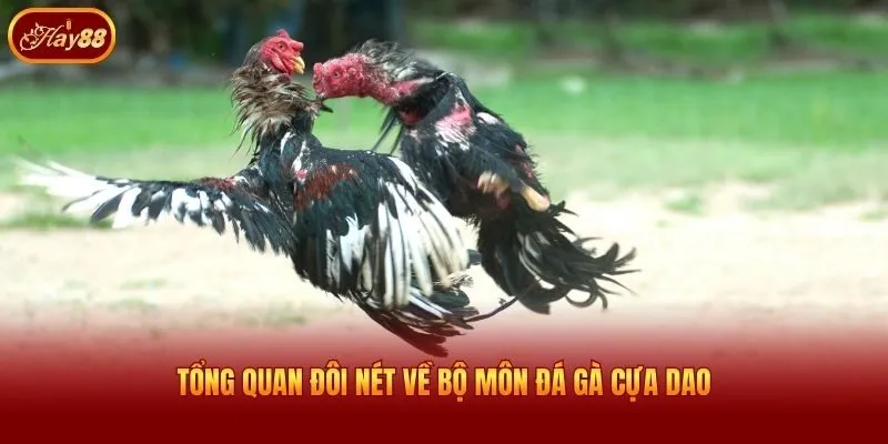Tổng quan đôi nét về bộ môn đá gà cựa dao