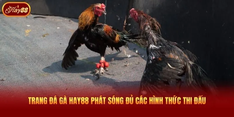 Trang đá gà Hay88 phát sóng đủ các hình thức thi đấu